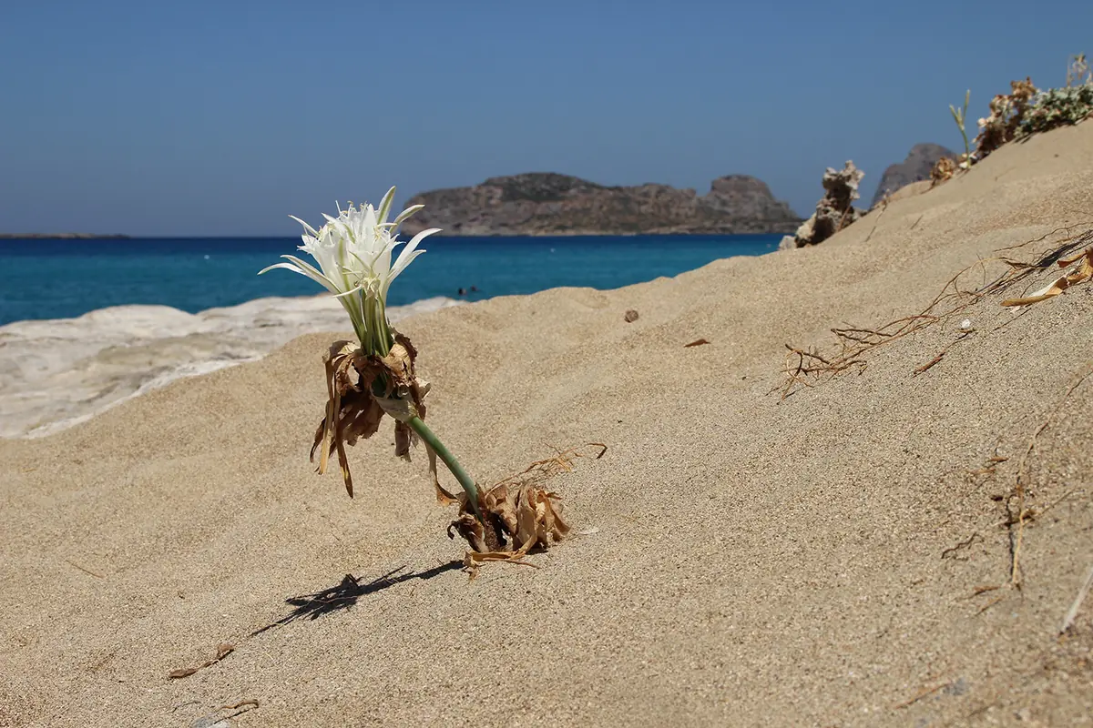 Falassarna Beach beach photo 3