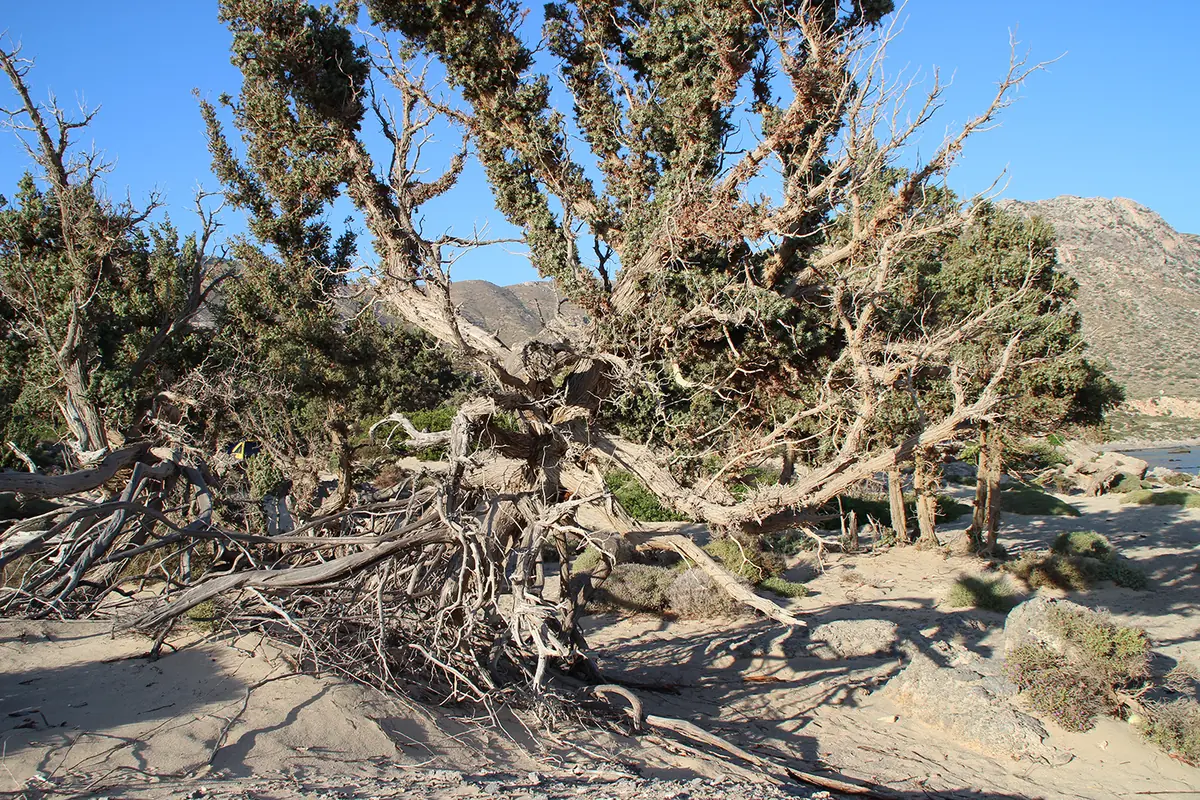 Kedrodasos Beach beach photo 2