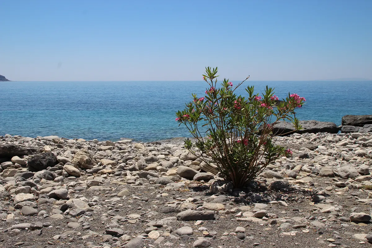 Agia Roumeli beach photo 3